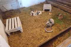 IMG-20240521-WA0045
