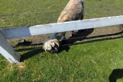 IMG-20240521-WA0048