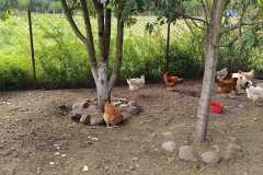 IMG-20250918-WA0013