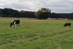 IMG-20250918-WA0022