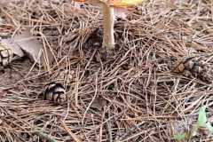 IMG-20250918-WA0025