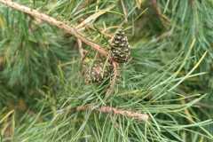 IMG-20250918-WA0027